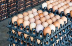 How to start eggs distributing business in Nigeria