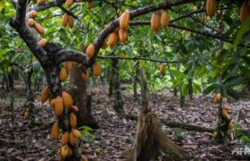 How To Start Cocoa Business In Nigeria