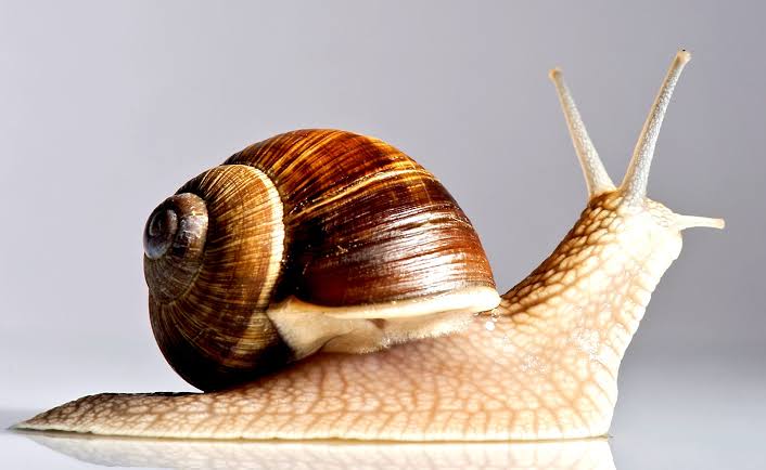 How to start snails farming business