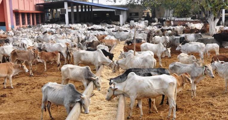 Cattle rearing business