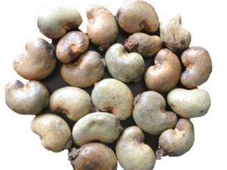 Cashew nut business